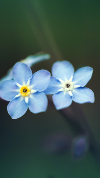 Spring scenery-05