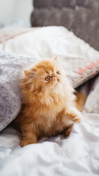 Persian Cat Playing With Toy On Bed