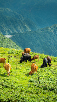 The small yellow cattle raised freely on the mountain