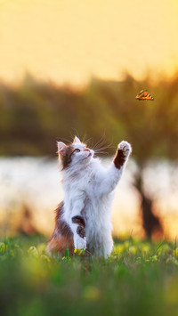 Beautiful fluffy cat catches a butterfly with its paw