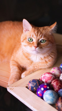 Plants that make cats cant stop 59