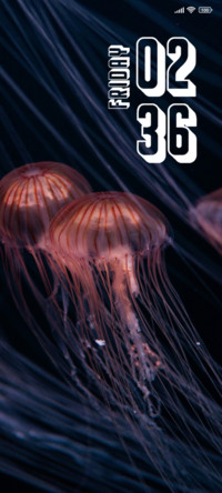 Jellyfish