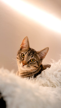Cat in a cat cafe