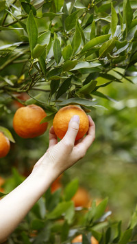 Eating fruits as food in hot weather