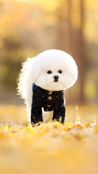 Dog cold knowledge 10