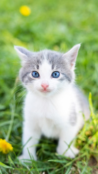 Cute cat-03