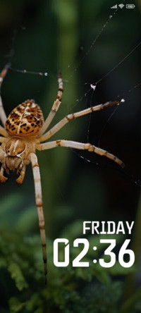 Spider