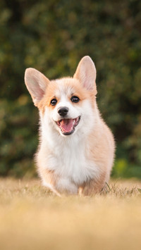 Dog (12)
