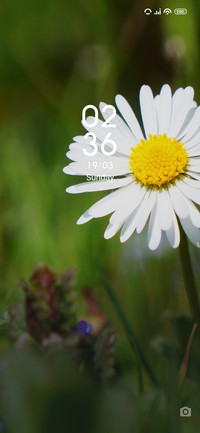 Daisies