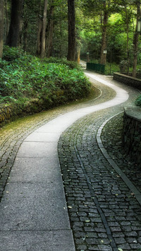 The bamboo shadows form a deep and secluded path