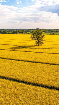 Wide fields
