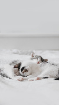 Cute little kittens sleeping on soft bed