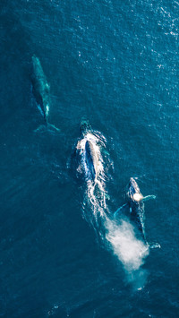 The evolutionary history of whales