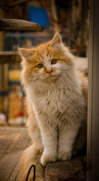 Cute Animals (19)