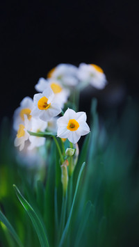 Flowers that can also be raised in winter
