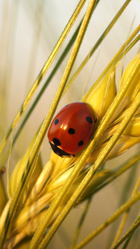 ladybug (5)