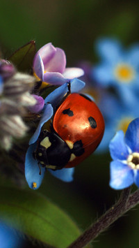 ladybug (4)