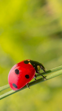 ladybug (3)