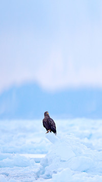 Bird in nature sea habitat, snow with ice
