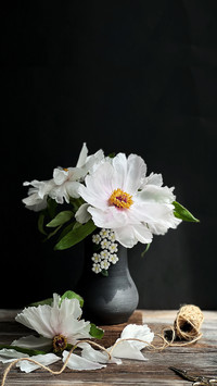 How to distinguish between peony and peony
