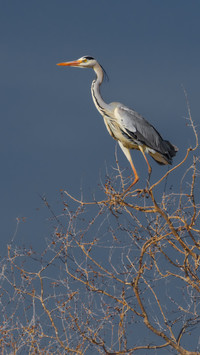 A heron stands alone among the water and clouds