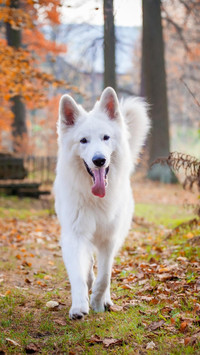 牧羊犬是怎么牧羊的