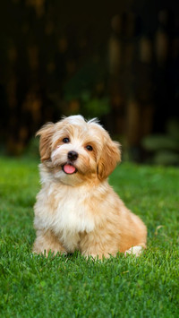Dog117