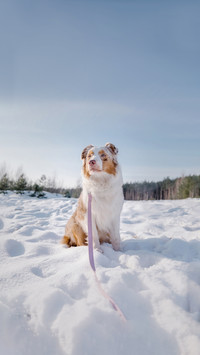 Australian Shepherd dog in winter
