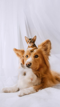 Mixed Breed Dog Posing with a Kitten on His Head and a Rabbi