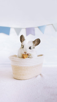 Cute white chinchilla in a rag basket is eating dry apple
