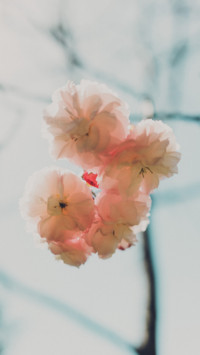 Spring (3)