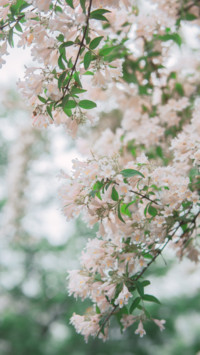 Spring (5)