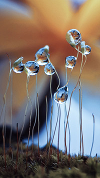 Macro insects