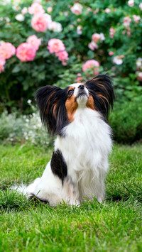 Pets1