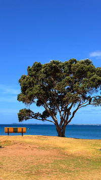 The tree chair by the seaside