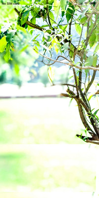 Green Leaves_DWM2