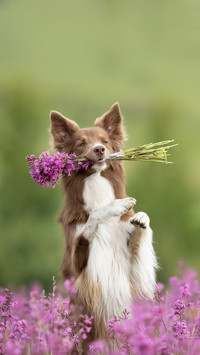 Cute border collie with flowers in teeth in flower field