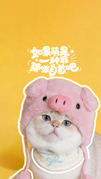 如何养出粘人小猫