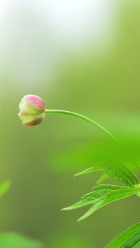 二十四节气之夏至