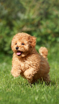 Little poodle puppy on the lawn