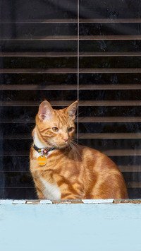 Adorable young ginger tabby cat in a peeling paint window