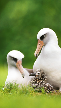 Laysan albatross pair with chick phoebastria immutabilis