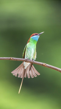 Blue throated hummingbird 95