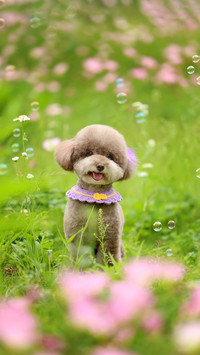 The wind of plastic surgery has blown into the pet