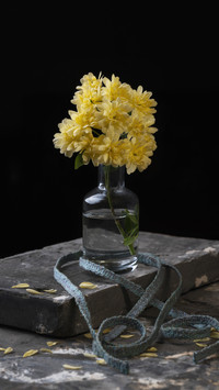 Flowers Suitable for Growing in Corner 9