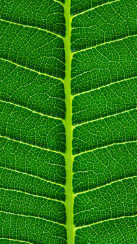 Green eye protection wallpaper