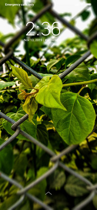 Leaves Cave_DWM3