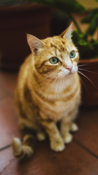 花园里的猫-视觉中国