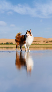 Taking a dog to swim in the wild is dangerous 3