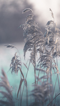 PAIXIN-plant (5)